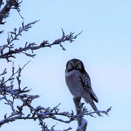 Varangertunet Wilderness resort Jakobselv