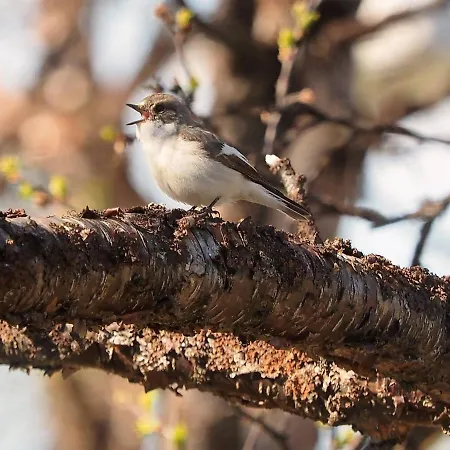 Lägenhet Varangertunet Wilderness Resort