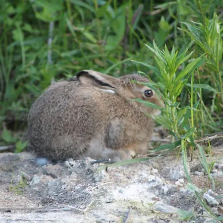 Leilighet Varangertunet Wilderness resort