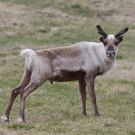 Varangertunet Wilderness resort