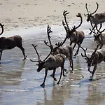 Апартаменты Varangertunet Wilderness