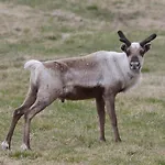 Varangertunet Wilderness