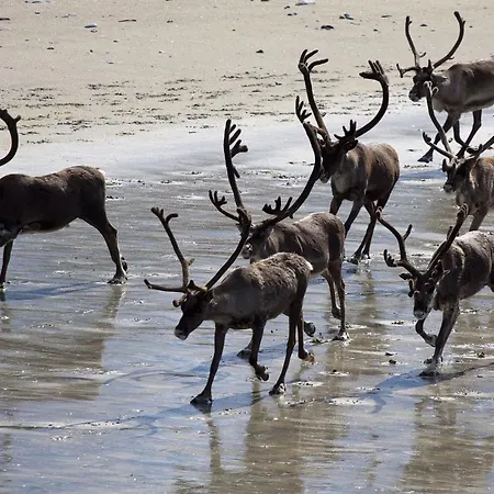 아파트 Varangertunet Wilderness